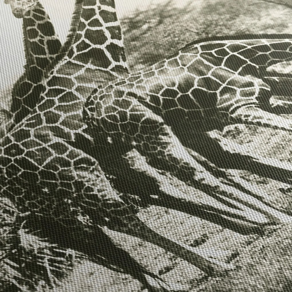 Tablou - Girafe, de epocă (90x60 cm)