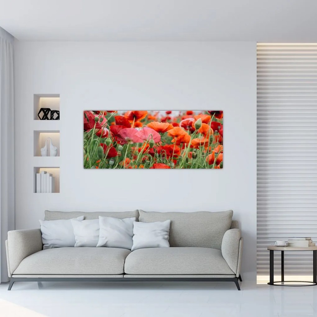 Tablou din câmp cu maci (120x50 cm)