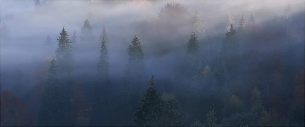 Tablou - Pădure în ceță, Carpați, Ucraina (120x50 cm)