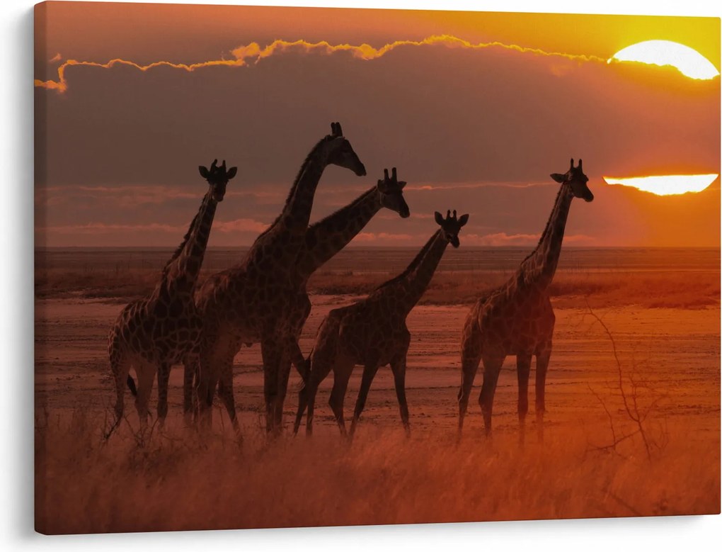 Tablou - Girafe în savana africană (70x50 cm)