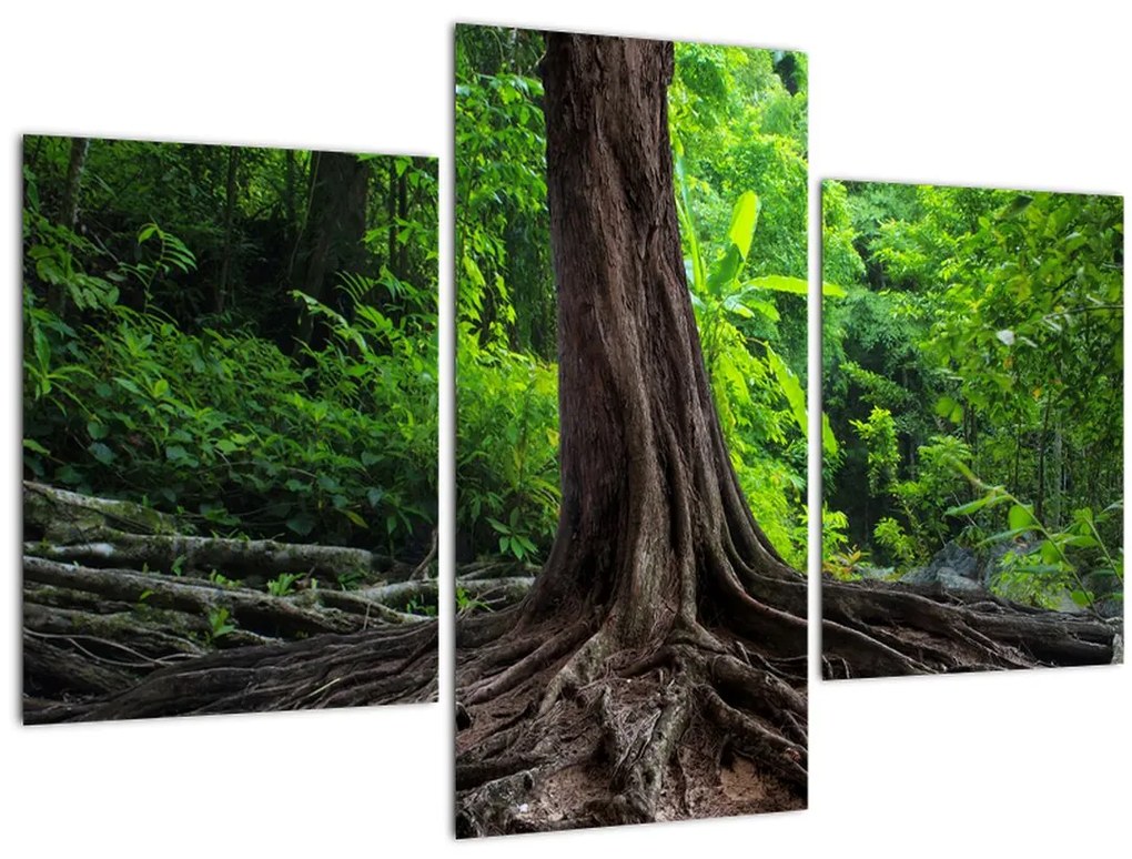 Tablou - Copac bătrîn cu rădăcini (90x60 cm)