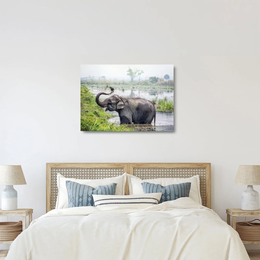 Tablou pe sticlă - Elefant de scăldat (70x50 cm)