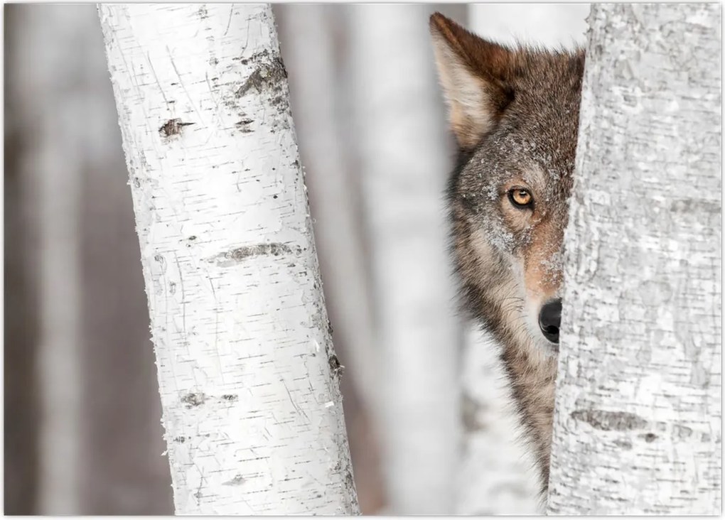 Tablou - Lup (70x50 cm)