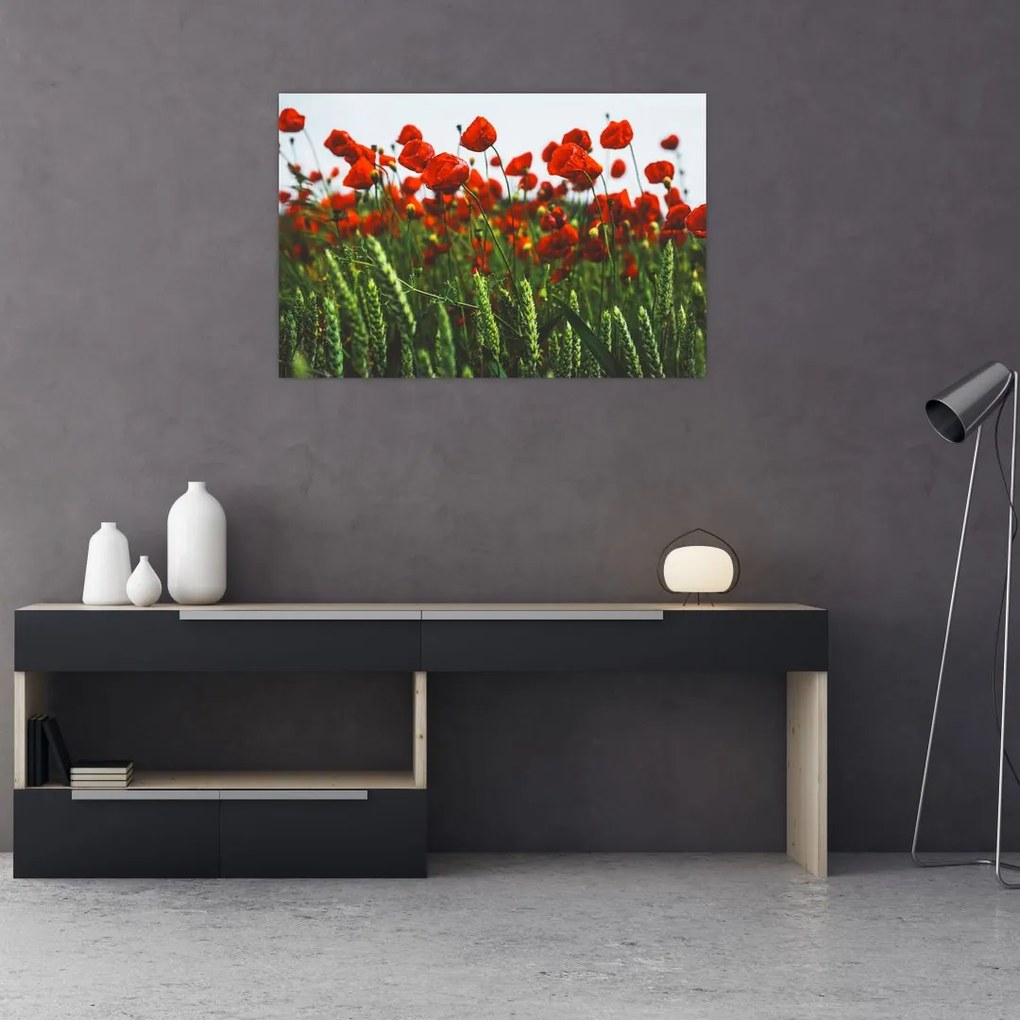 Tablou - Maci în vânt (90x60 cm)