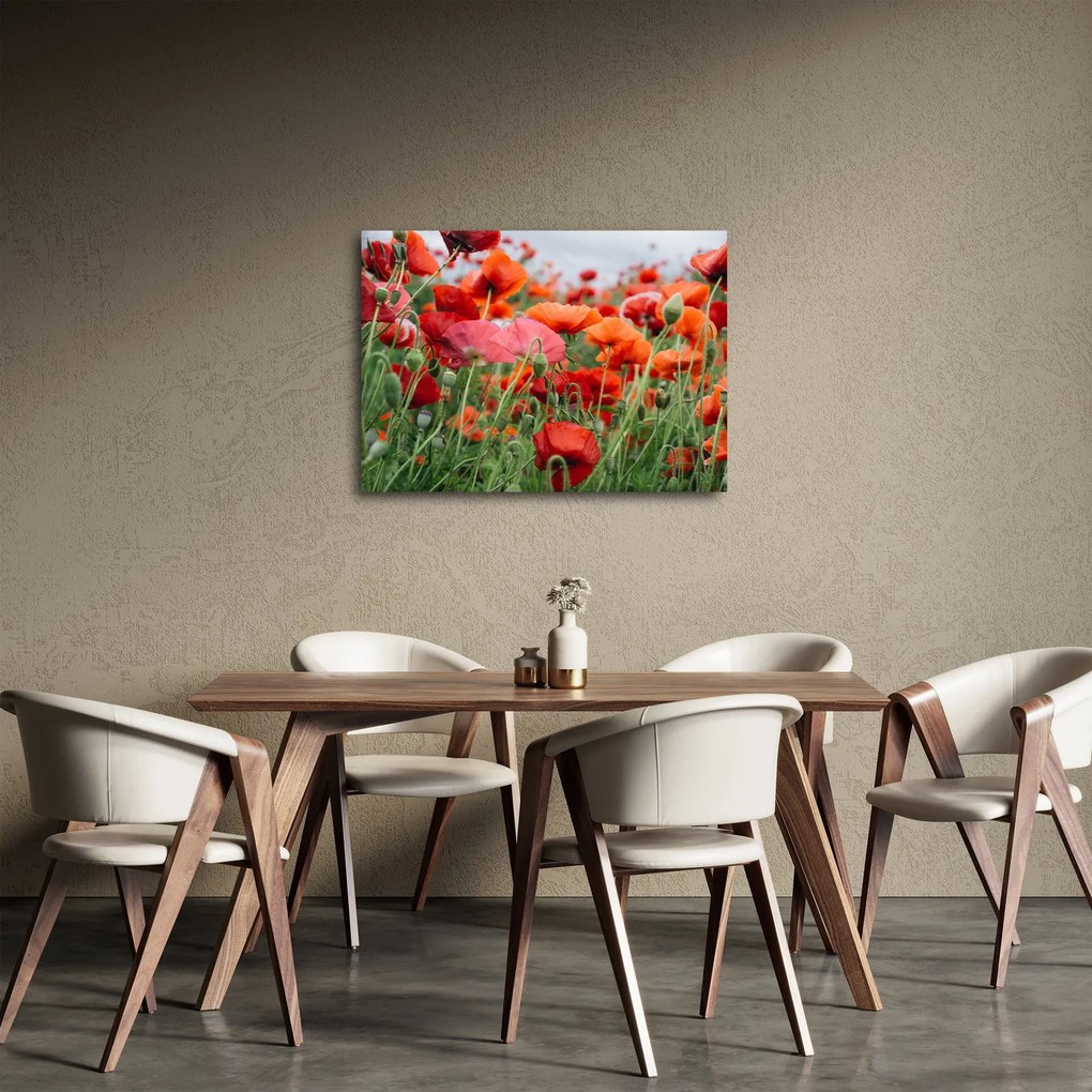 Tablou din câmp cu maci (70x50 cm)