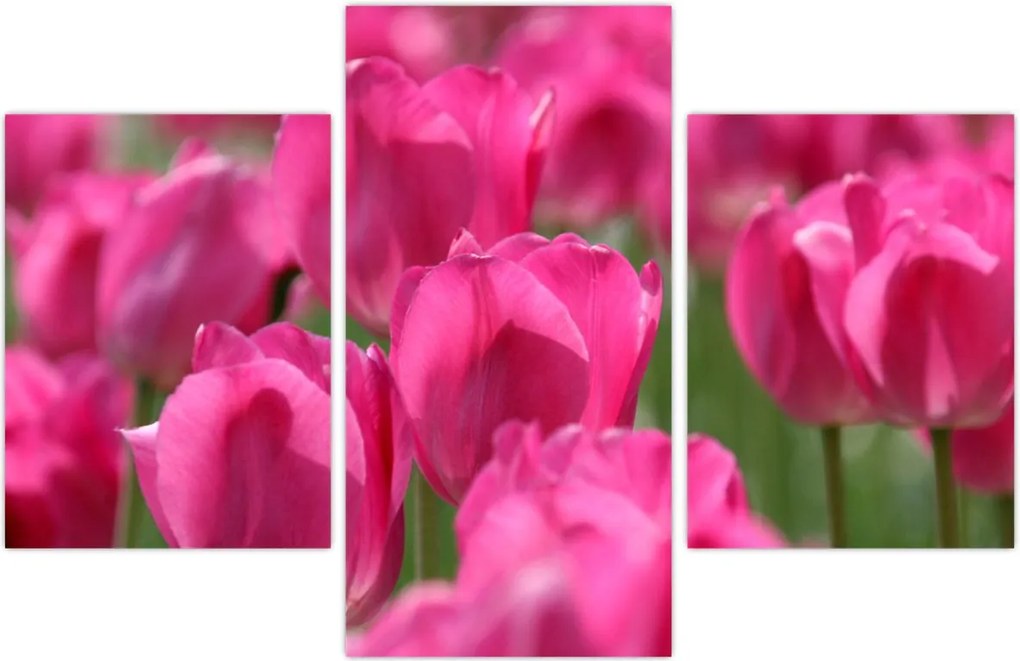 Tablou - Lalele roz (90x60 cm)