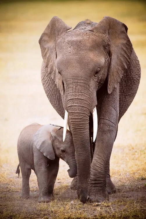 Poster Elephant and baby