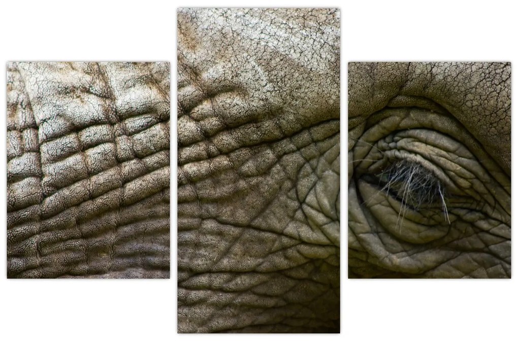 Tablou - Prim-planul ochiului de elefant vechi (90x60 cm)