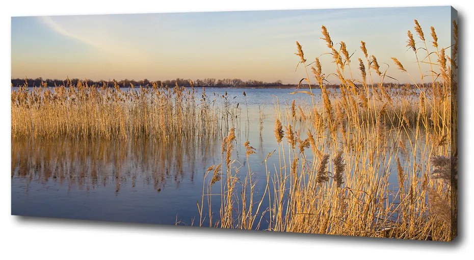 Print pe canvas Apă stuf