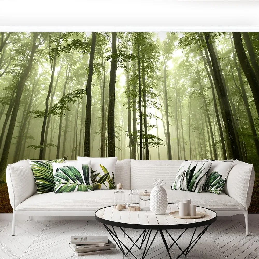 Fototapet Misty Forest