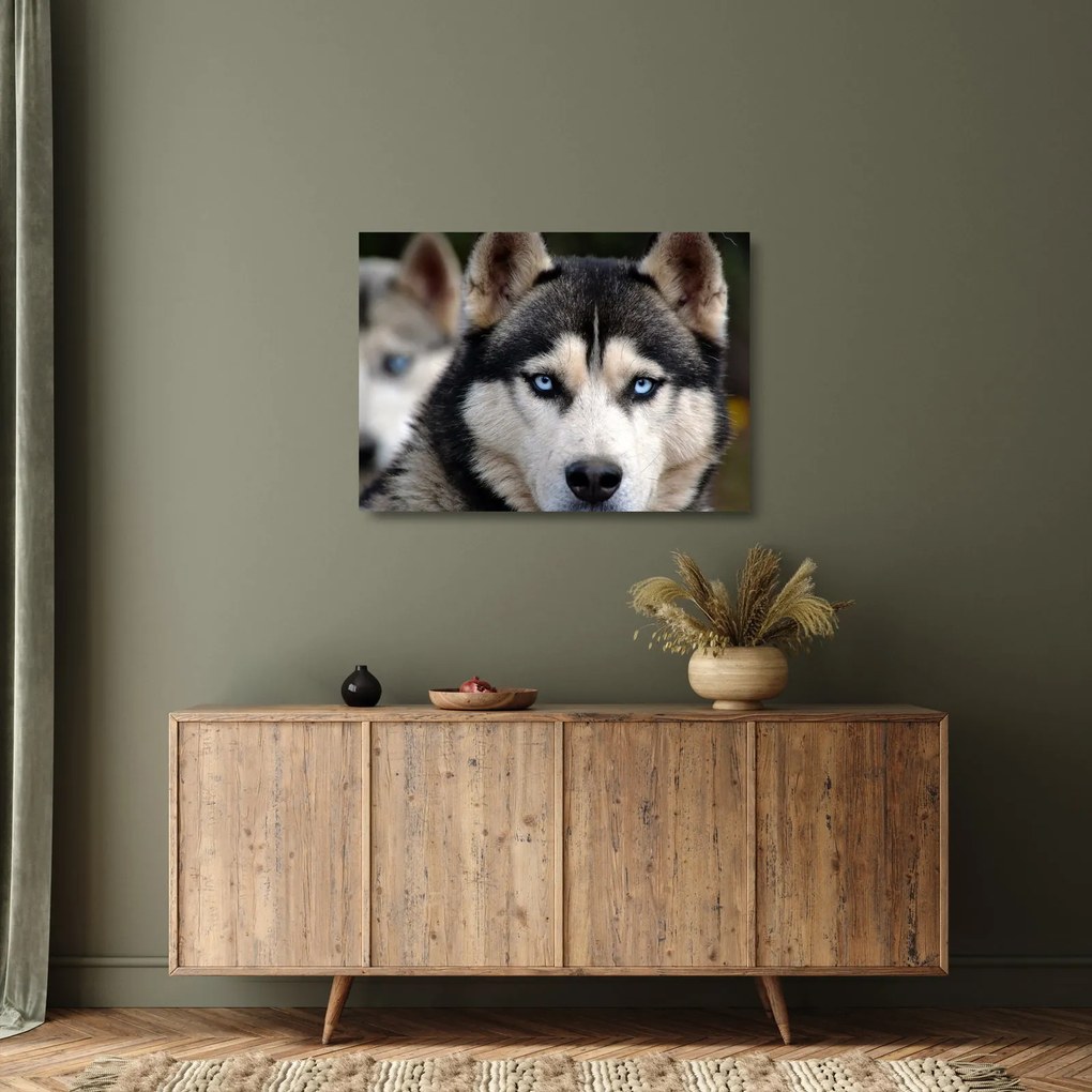 Tablou pe sticlă cu câinele husky (70x50 cm)