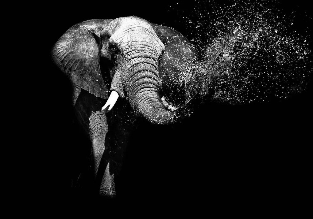 Fototapet - Elefant (254x184 cm)