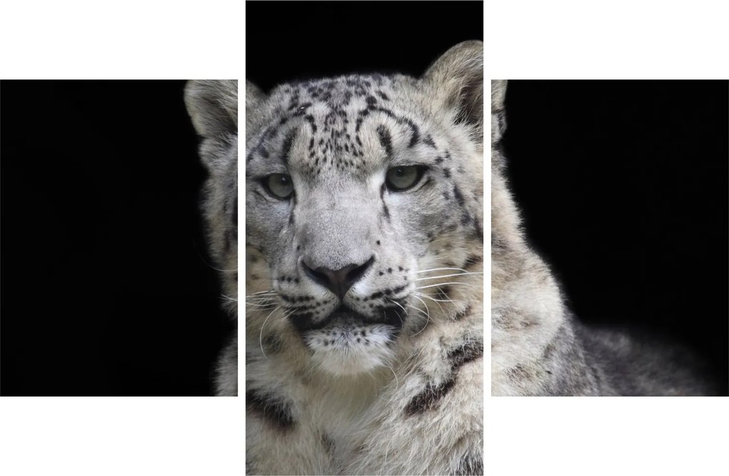 Tablou - Snow Leopard (90x60 cm)