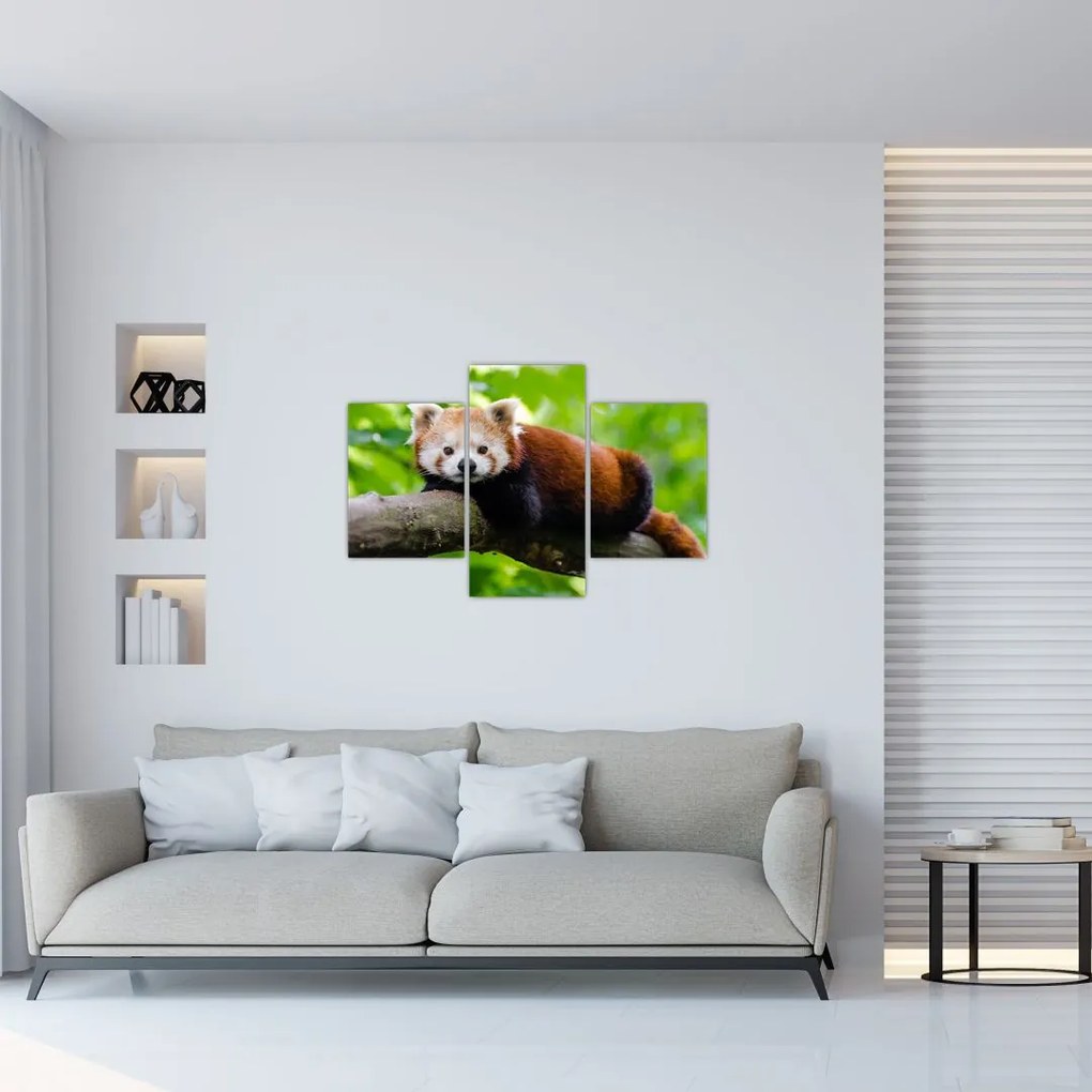 Tablou cu panda roșie (90x60 cm)