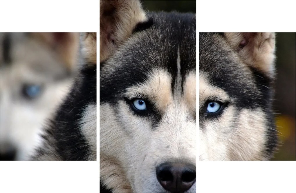 Tablou cu câinele husky (90x60 cm)