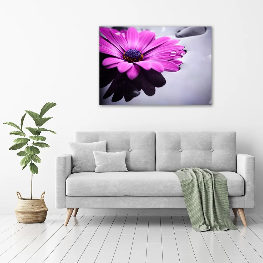 Print pe pânză Gerbera