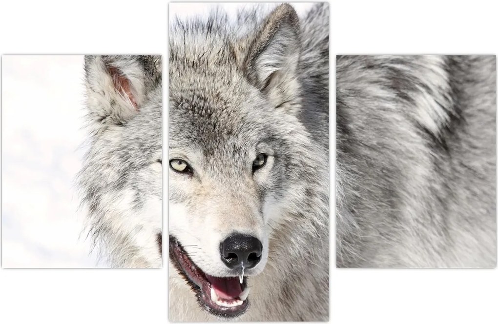 Tablou - Lupul în natură (90x60 cm)