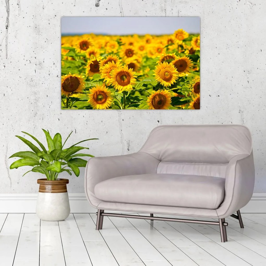 Tablou - Floarea-soarelui (90x60 cm)