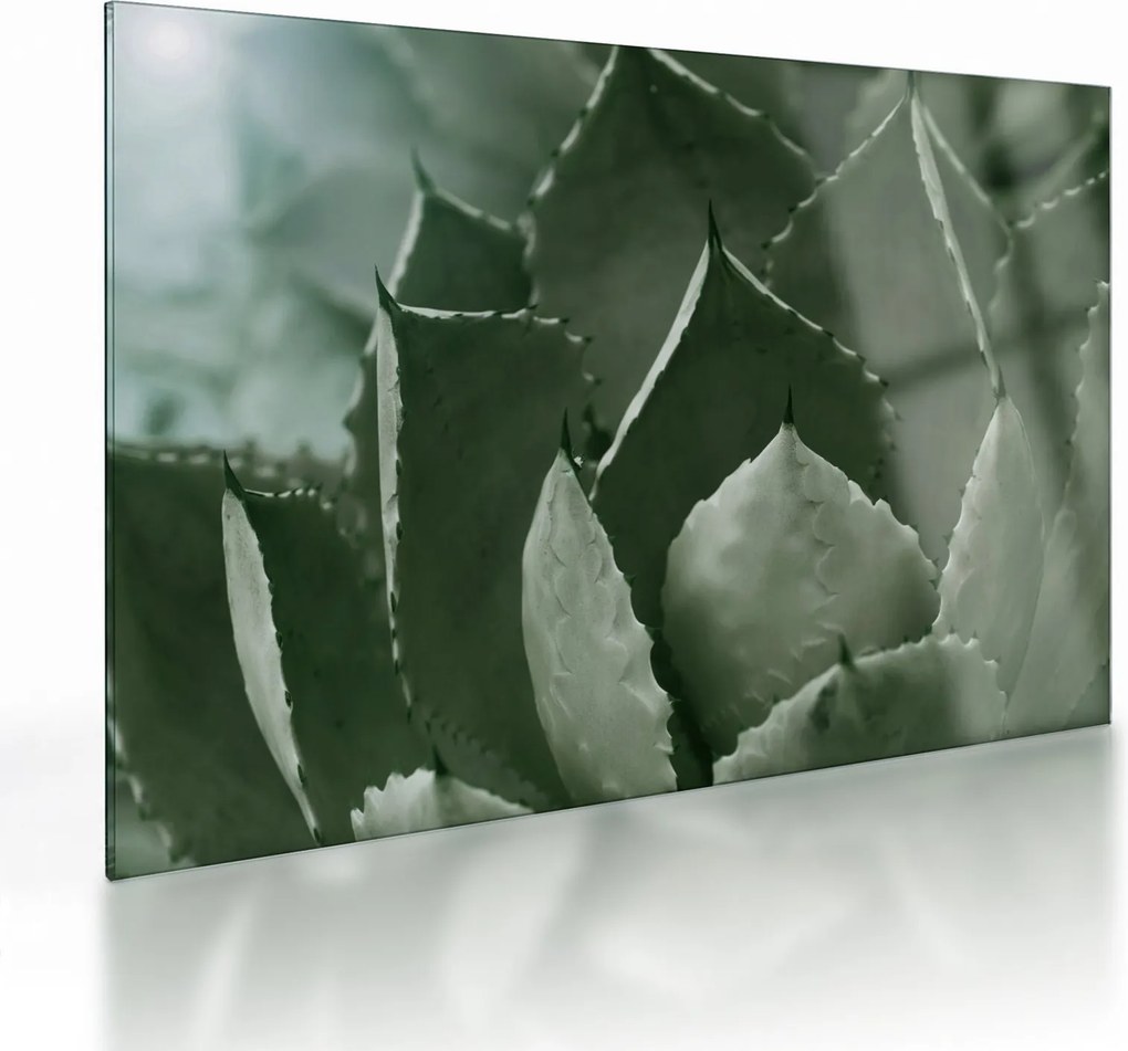 Tablou pe sticlă - Agave verde (70x50 cm)
