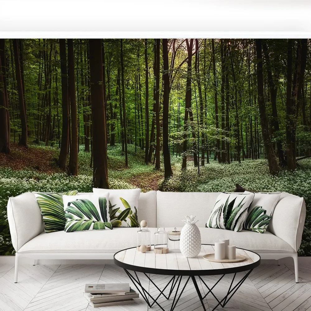 Fototapet Spring Forest