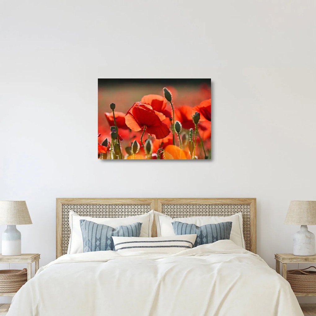 Tablou pe sticlă cu flori de maci (70x50 cm)
