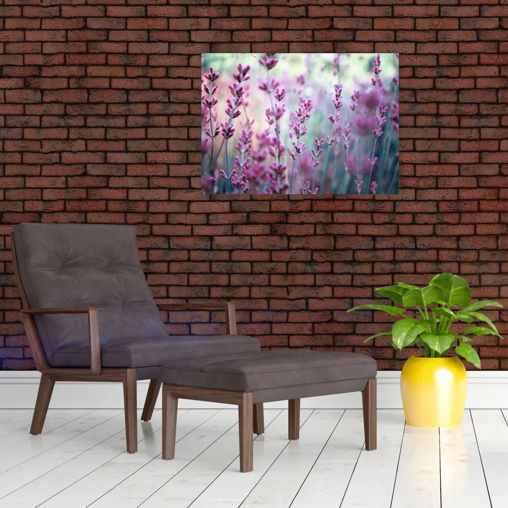 Tablou - Lavandă (70x50 cm)