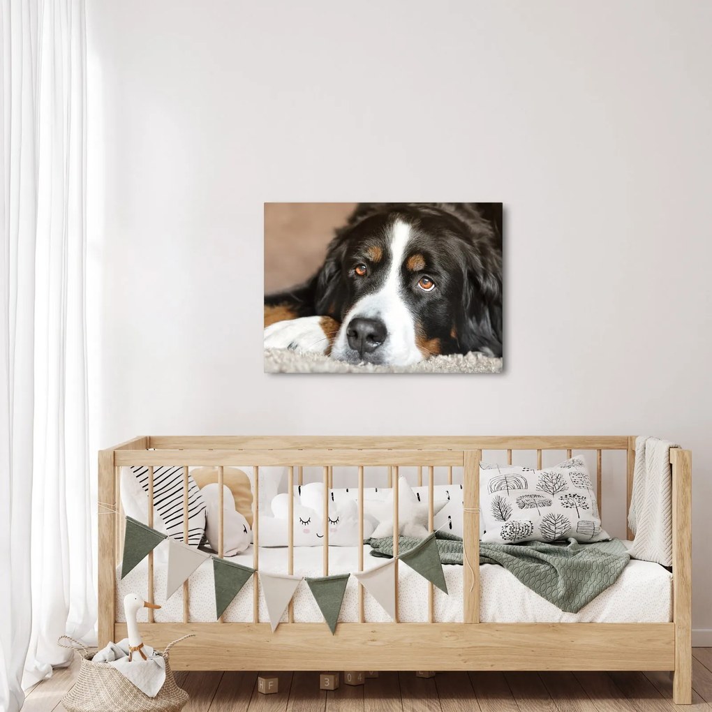 Tablou cu câine (70x50 cm)
