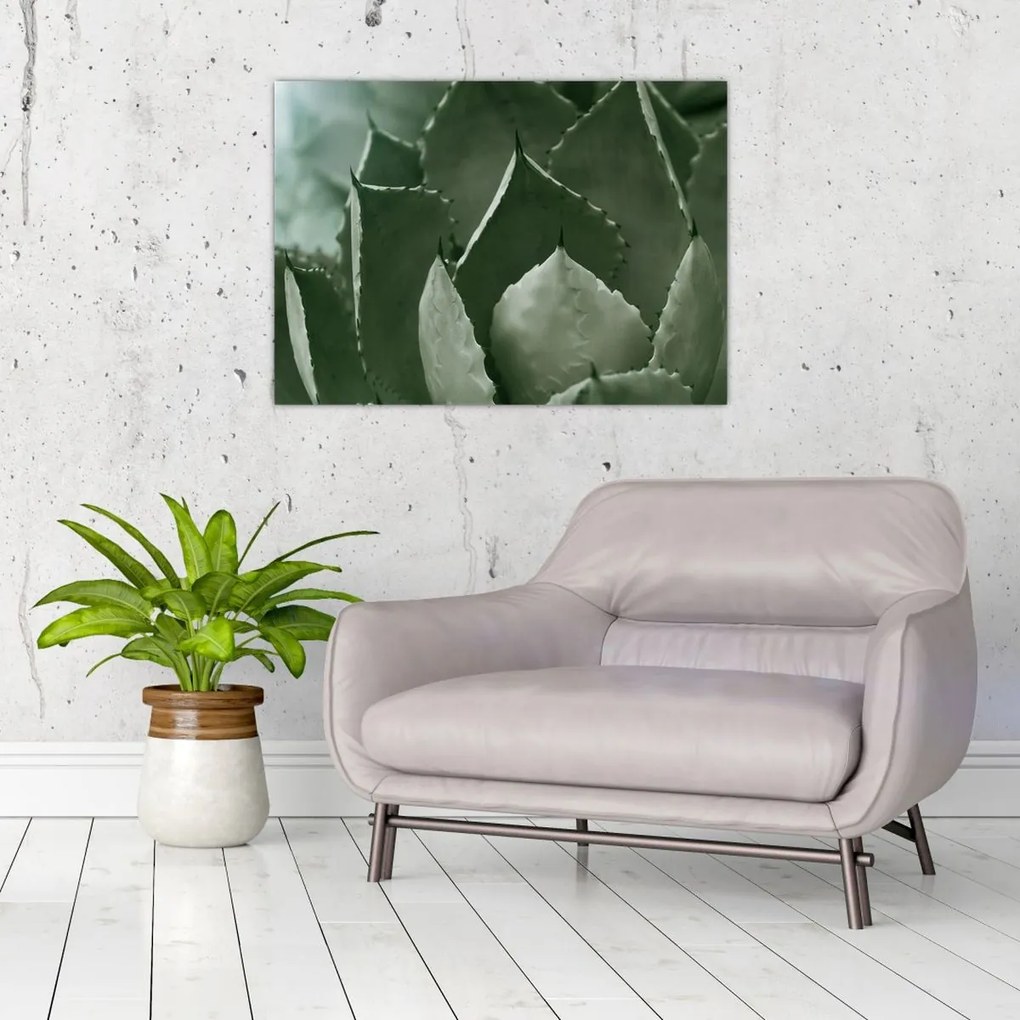 Tablou - Agave verde (70x50 cm)