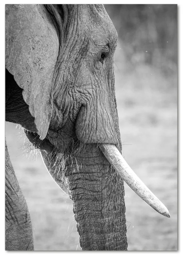 Tablou pe pe sticlă elefant