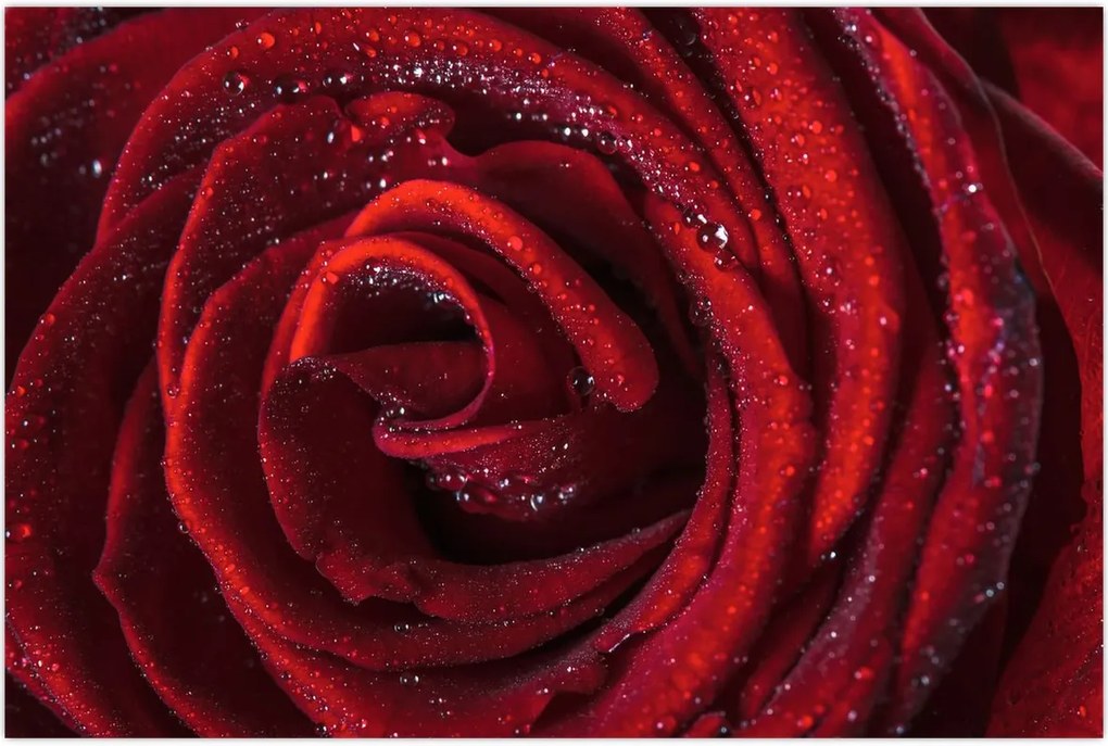 Tablou - Trandafir roșu cu picături de rouă (90x60 cm)