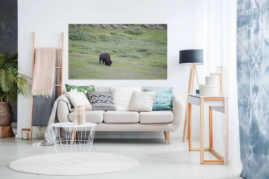 Tablou canvas bivol - 80x50cm