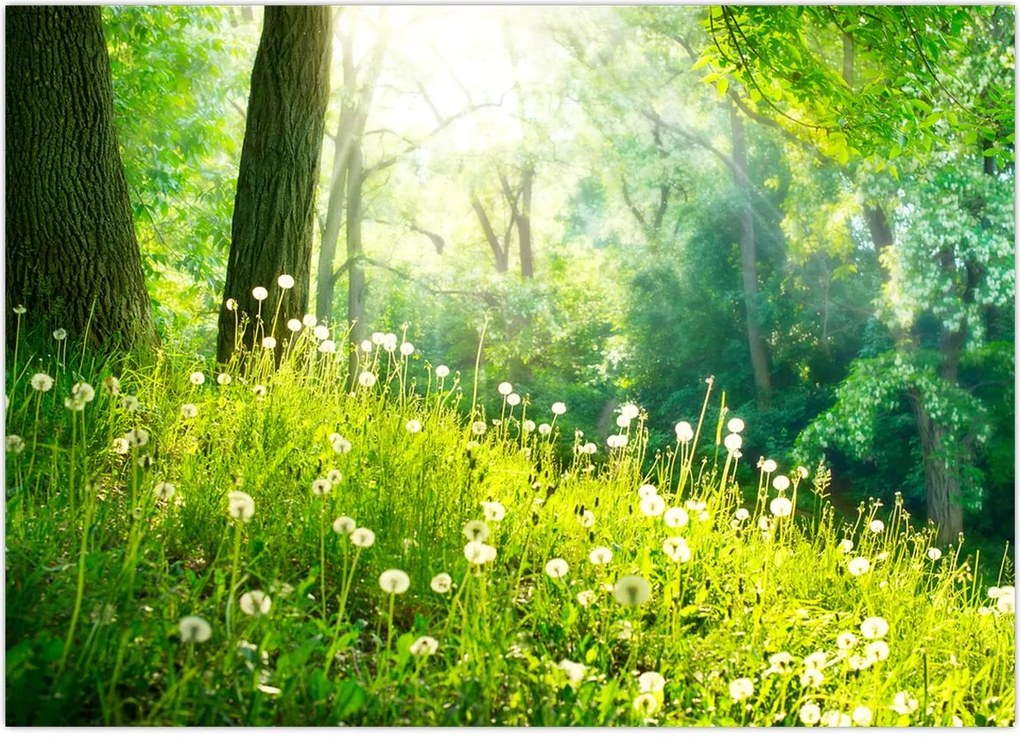 Tablou - Pajiște magică plină de păpădii (70x50 cm)