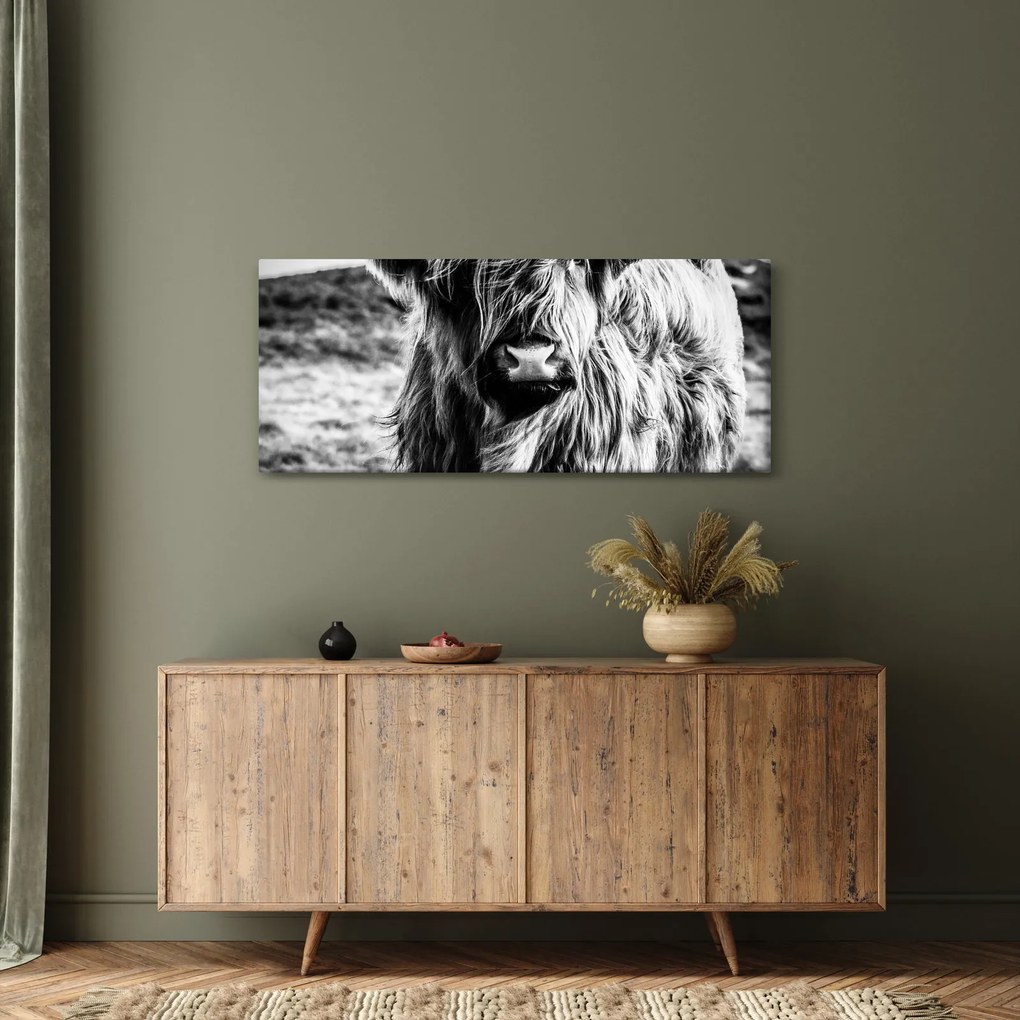 Tablou - Highland - vacă scoțiană (120x50 cm)