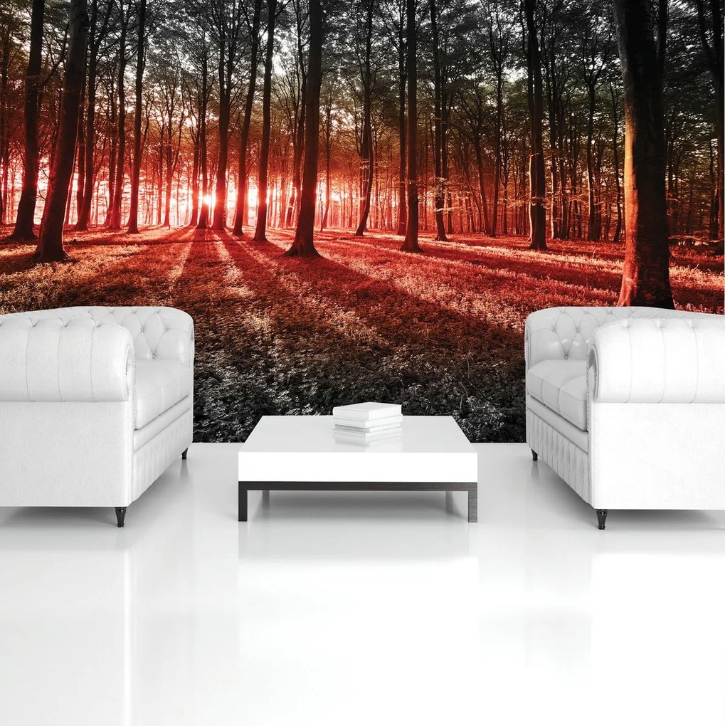 Fototapet - Pădure (152,5x104 cm)