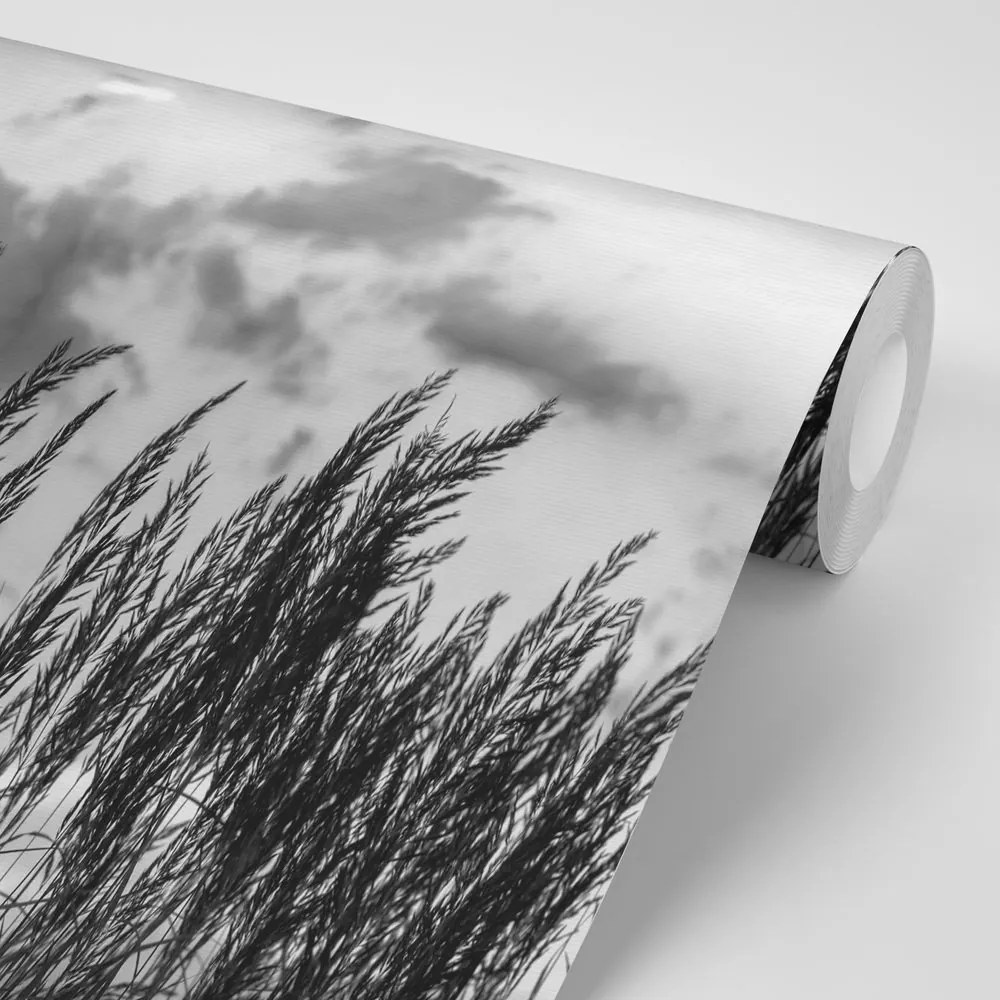 Fototapet autoadeziv iarbă în design alb-negru