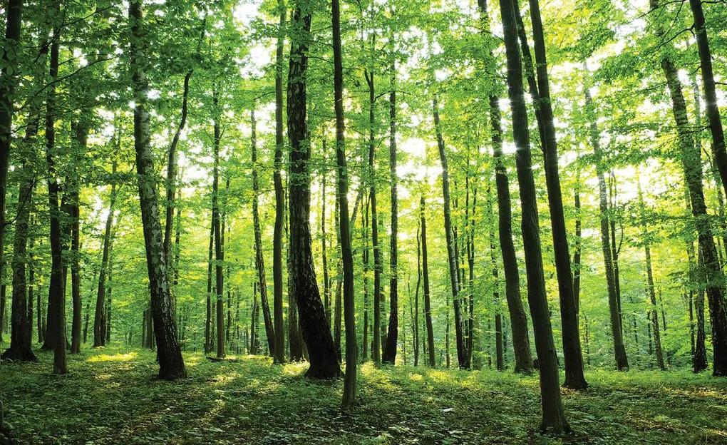 Fototapet - Pădurea verde (254x184 cm), în 8 de alte dimensiuni noi