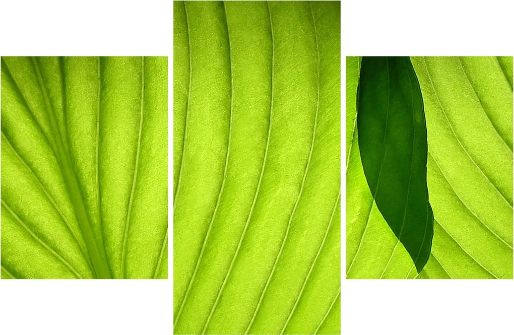Tablou - Detaliu de frunză verde (90x60 cm)