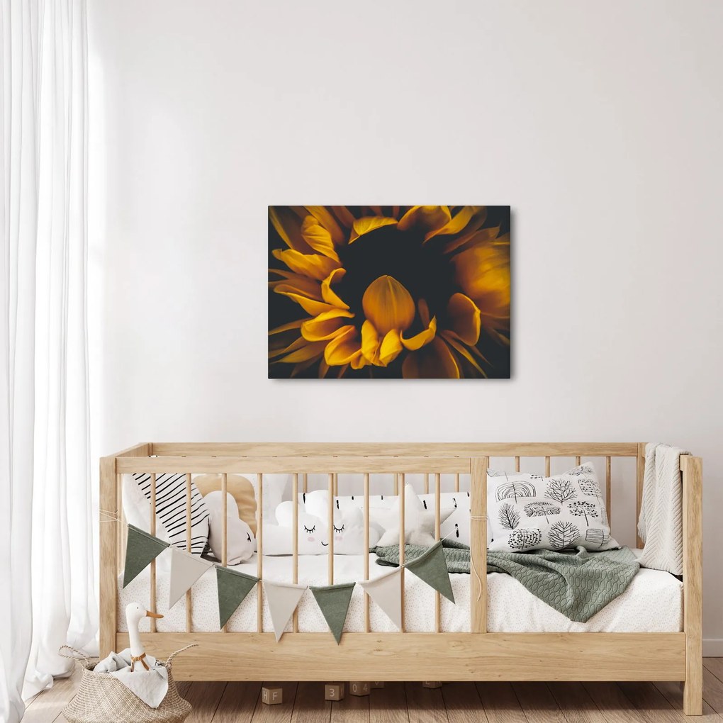 Tablou - Floarea-soarelui în fundal negru (70x50 cm)