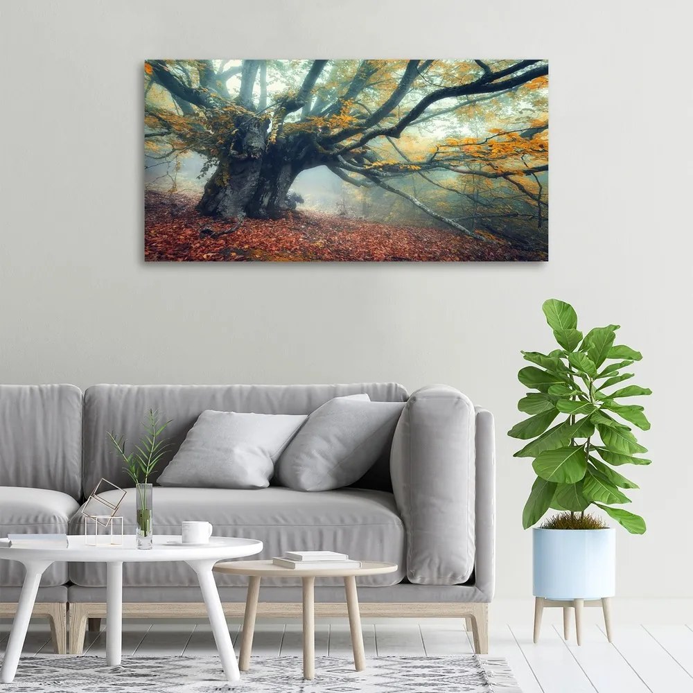 Tablou pe pânză canvas Copac vechi