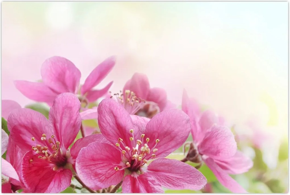 Tablou - Flori roz (90x60 cm)