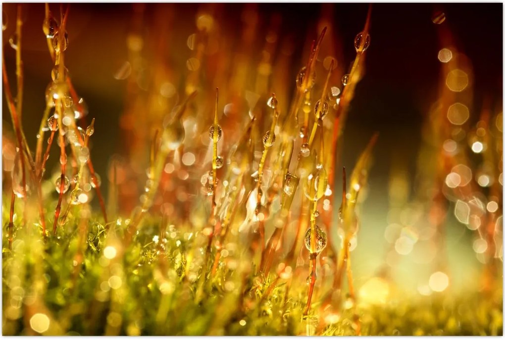 Tablou - Detaliu rouă (90x60 cm)