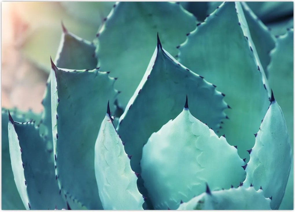 Tablou - Suculent (70x50 cm)