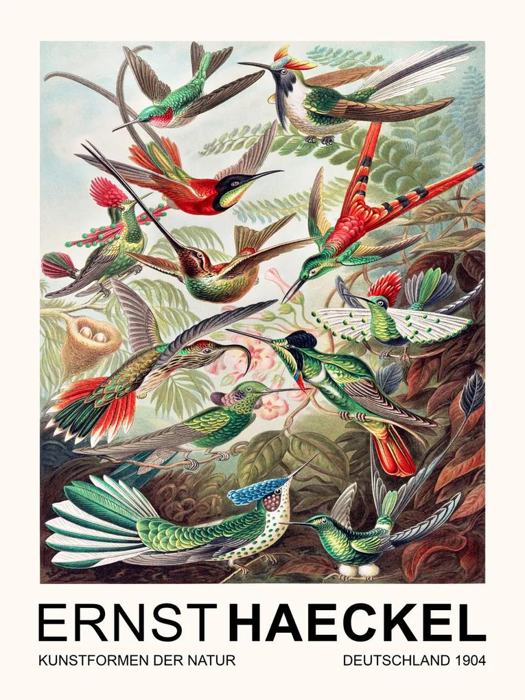 Artă imprimată Trochilidae–Kolibris / Birds (Vintage Academia) - Ernst Haeckel, (30 x 40 cm)