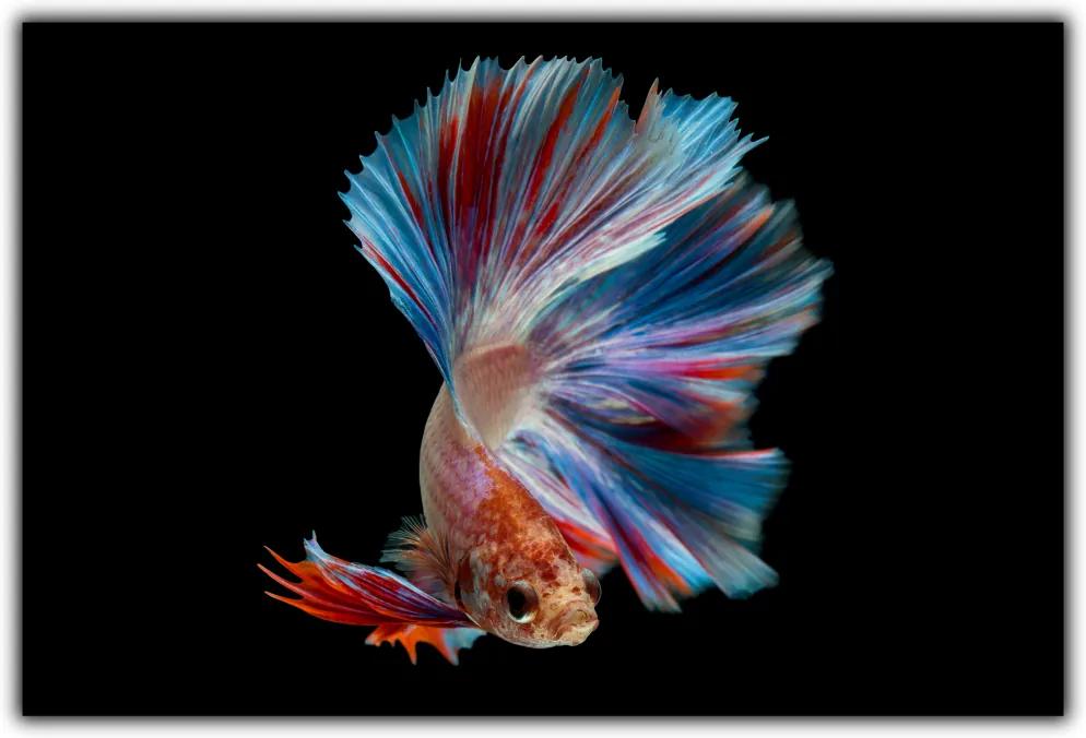 Tablou modern pe panou - colorful fish