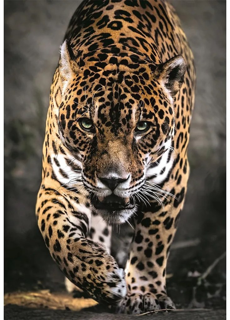 Animale Walk of the Jaguar Puzzle Clementoni de 1000 de piese