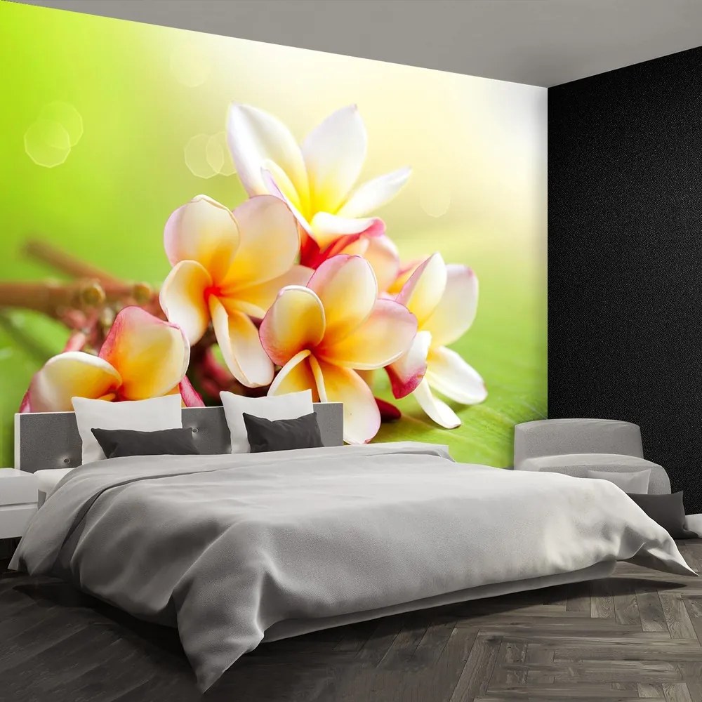 Fototapet frangipani Flori