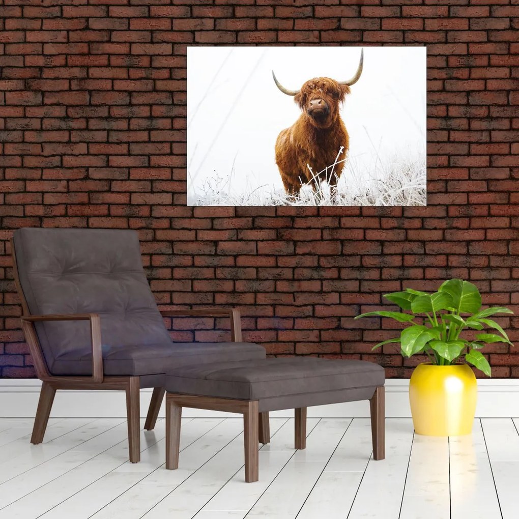Tablou - Vacă scoțiană (90x60 cm)