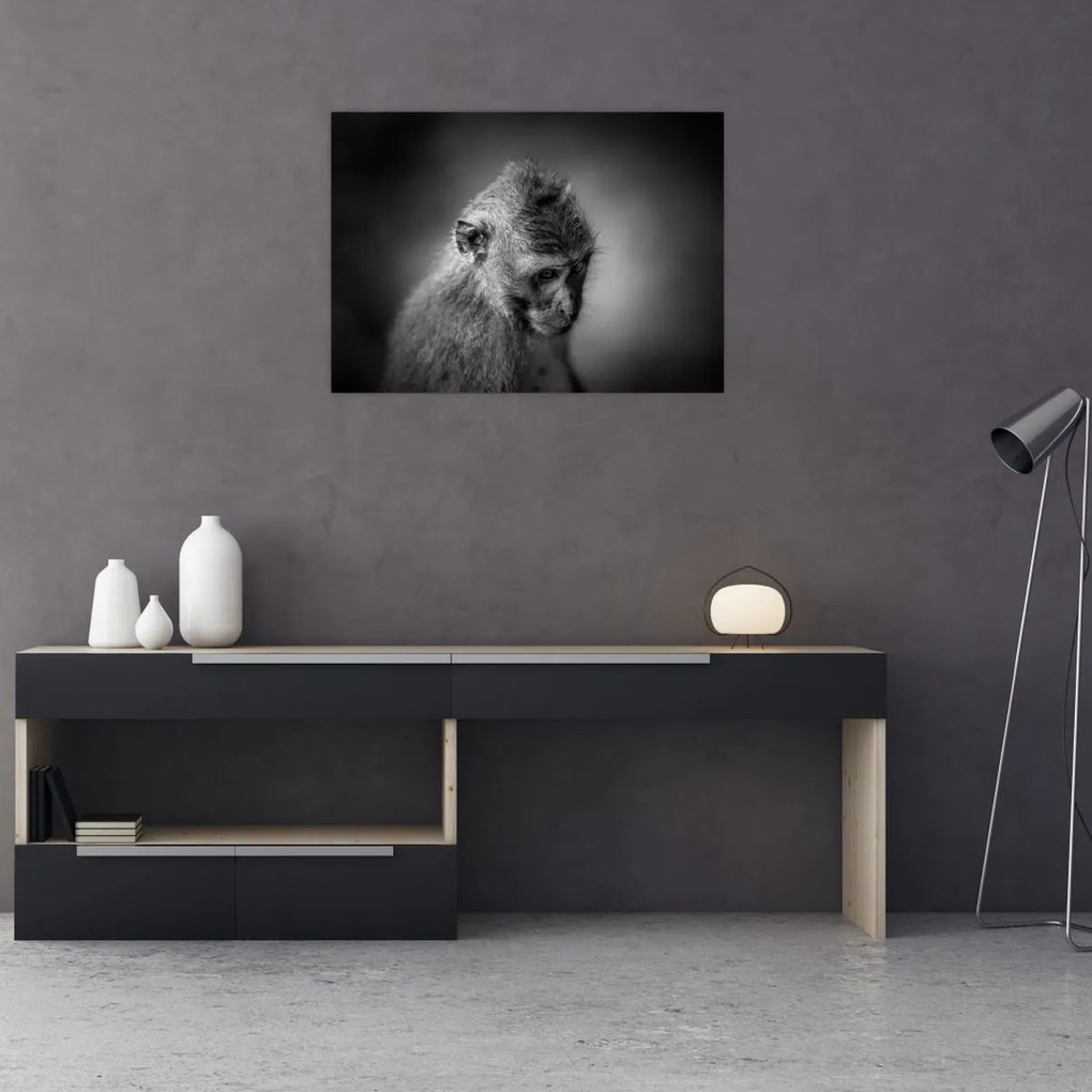 Tablou - Maimuță (70x50 cm)