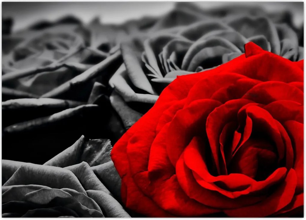 Tablou - Flori de trandafir (70x50 cm)