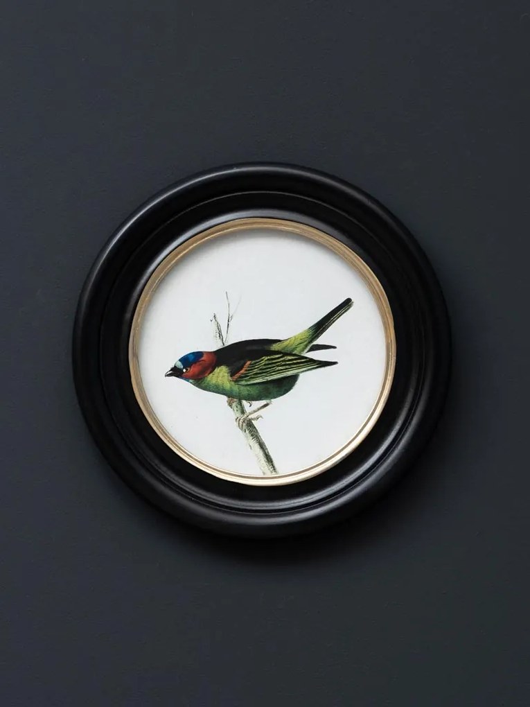 Set 3 tablouri, Colored Birds